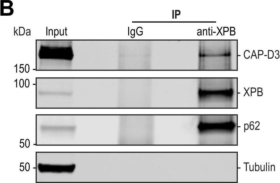 XPB Antibody