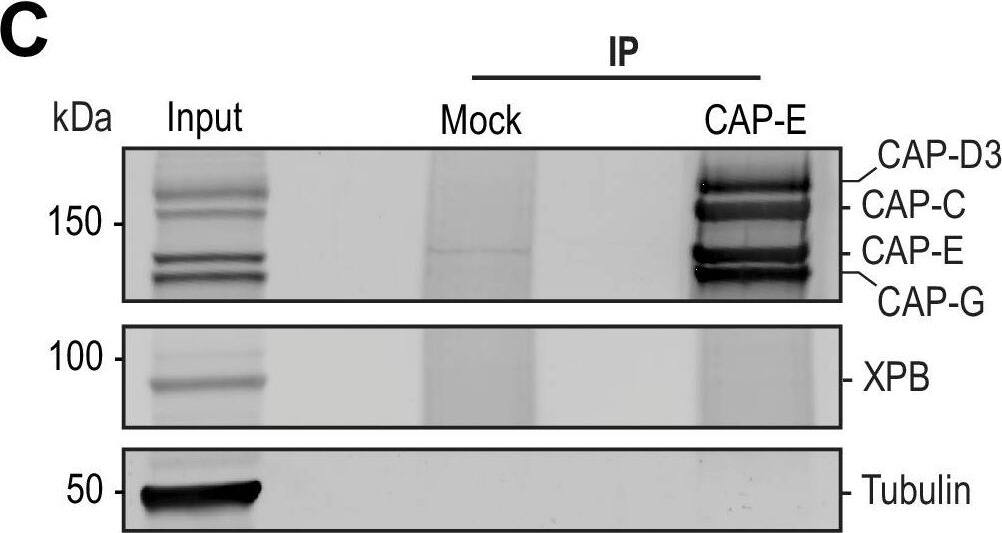XPB Antibody