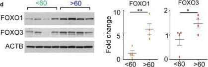 FOXO3 Antibody