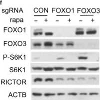 FOXO3 Antibody
