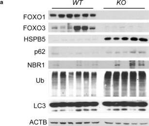 FOXO3 Antibody