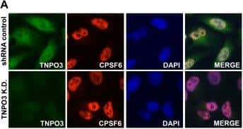 CPSF6 Antibody