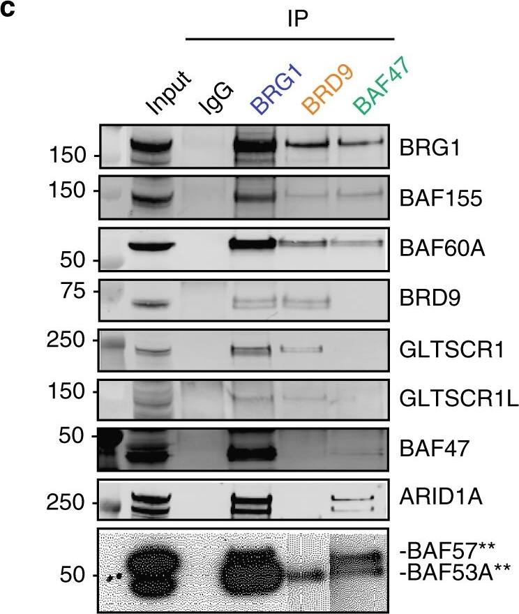 BAF53A Antibody
