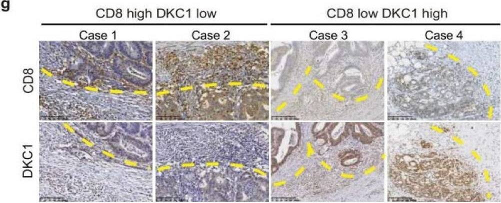 DKC1 Antibody - BSA Free
