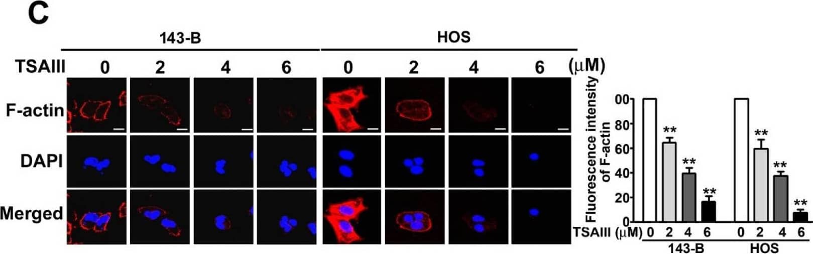 Actin Gamma 1 Antibody (NH3) - BSA Free