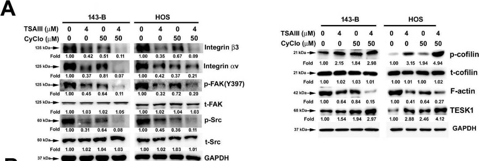 Actin Gamma 1 Antibody (NH3) - BSA Free