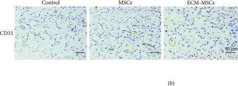 CD31/PECAM-1 Antibody (TLD-3A12) - BSA Free