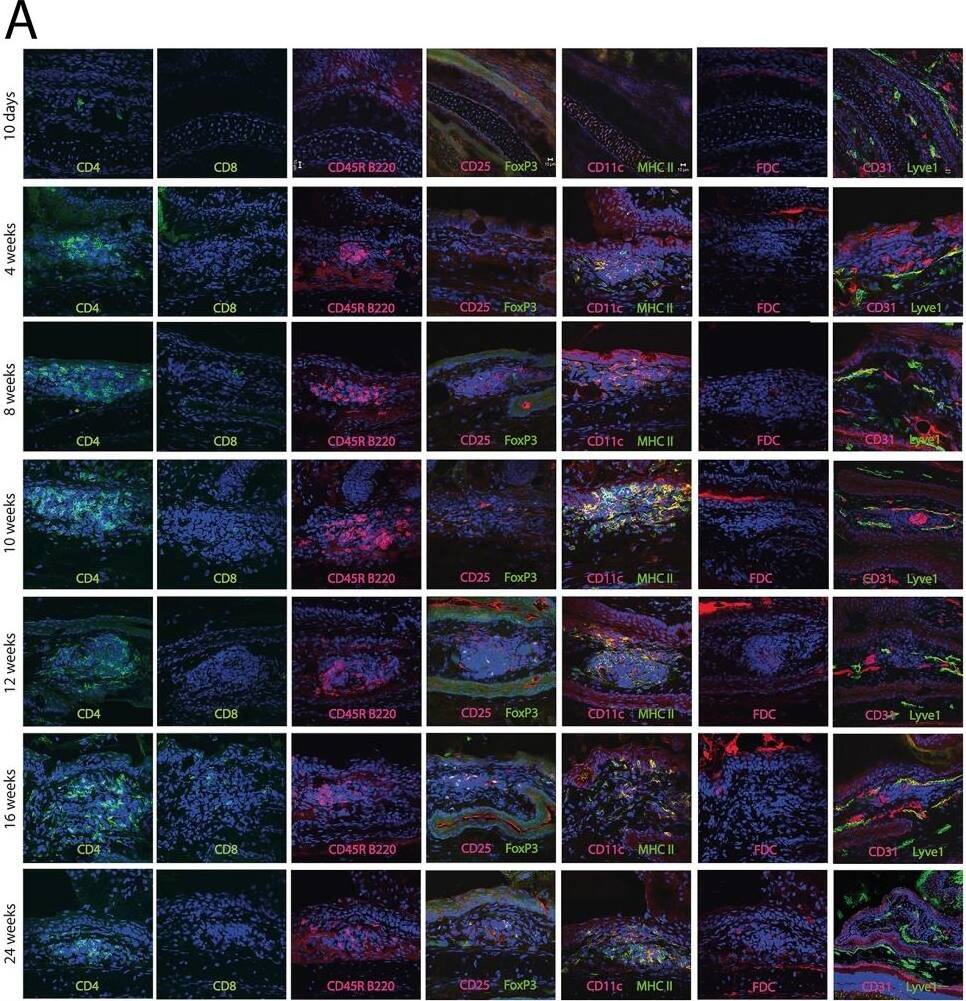 MHC Class II Antibody (ER-TR2) - BSA Free