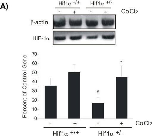 HIF-1 alpha Antibody - BSA Free