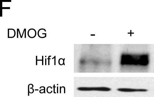 HIF-1 alpha Antibody - BSA Free