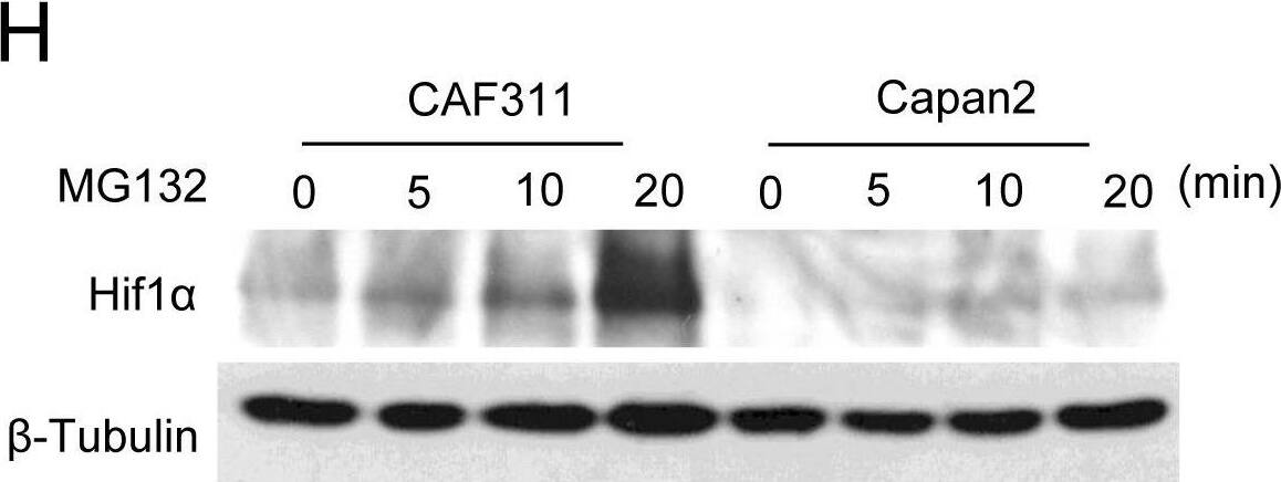 HIF-1 alpha Antibody - BSA Free