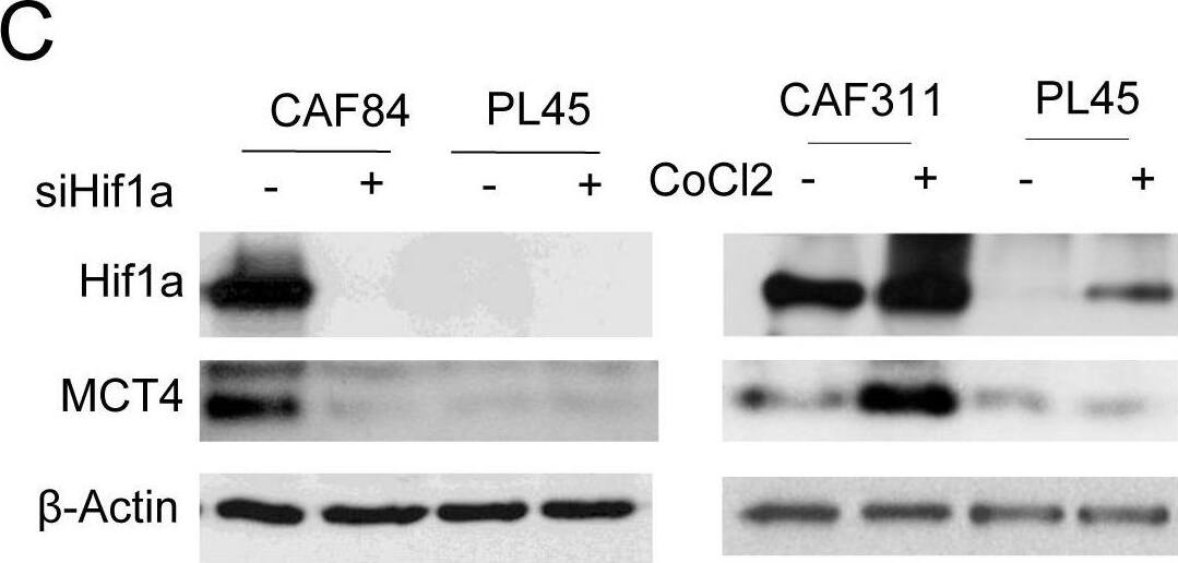 HIF-1 alpha Antibody - BSA Free