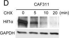 HIF-1 alpha Antibody - BSA Free