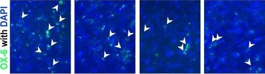 MHC Class II RT1B Antibody (OX-6) - BSA Free
