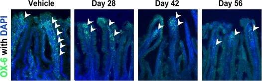 MHC Class II RT1B Antibody (OX-6) - BSA Free