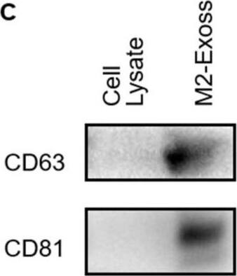 CD81 Antibody (1D6) - BSA Free