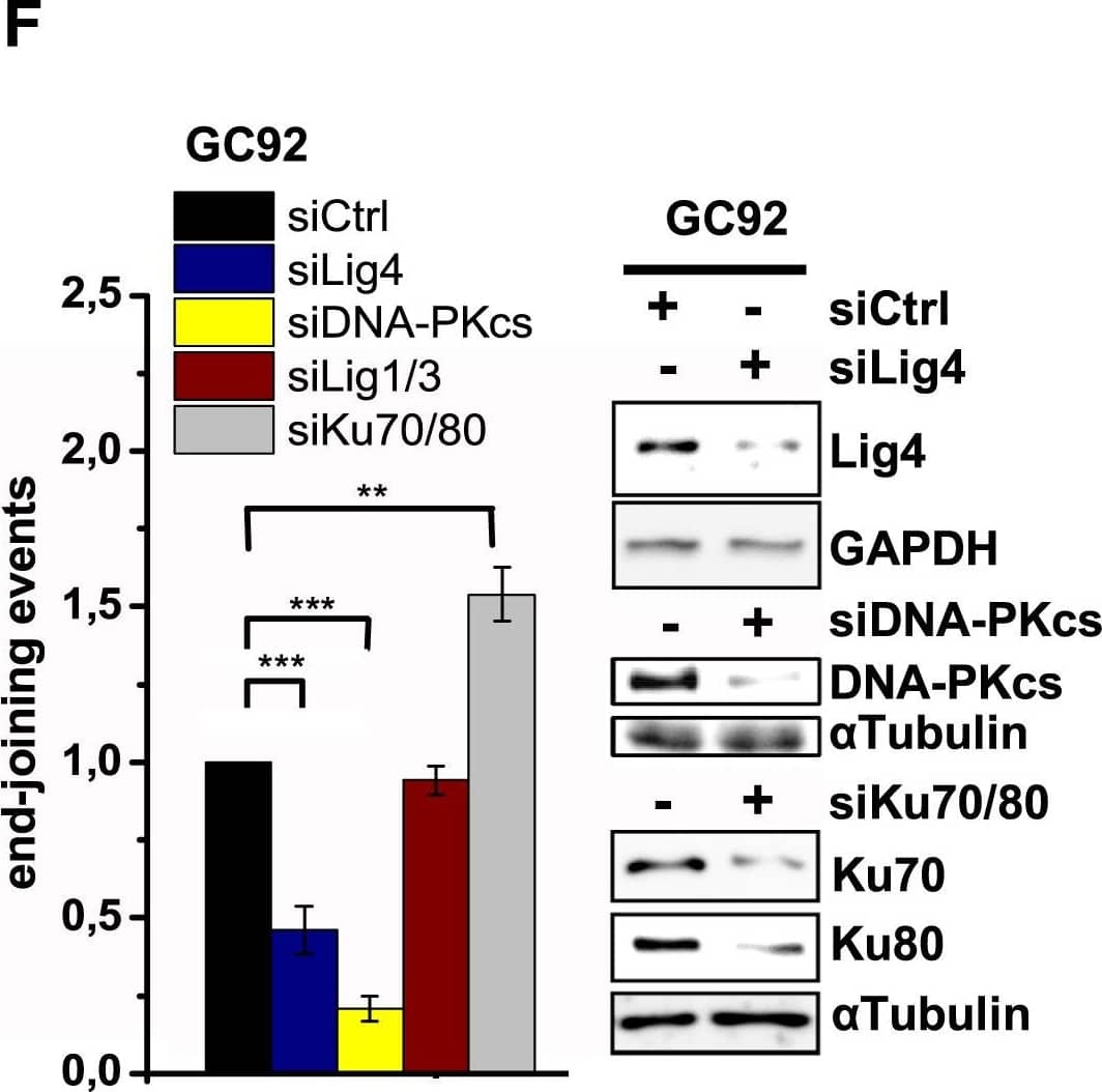 DNA-PKcs Antibody