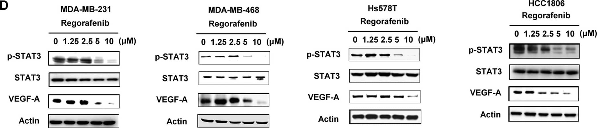 VEGF Antibody (VG1) - BSA Free