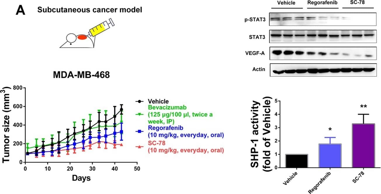 VEGF Antibody (VG1) - BSA Free