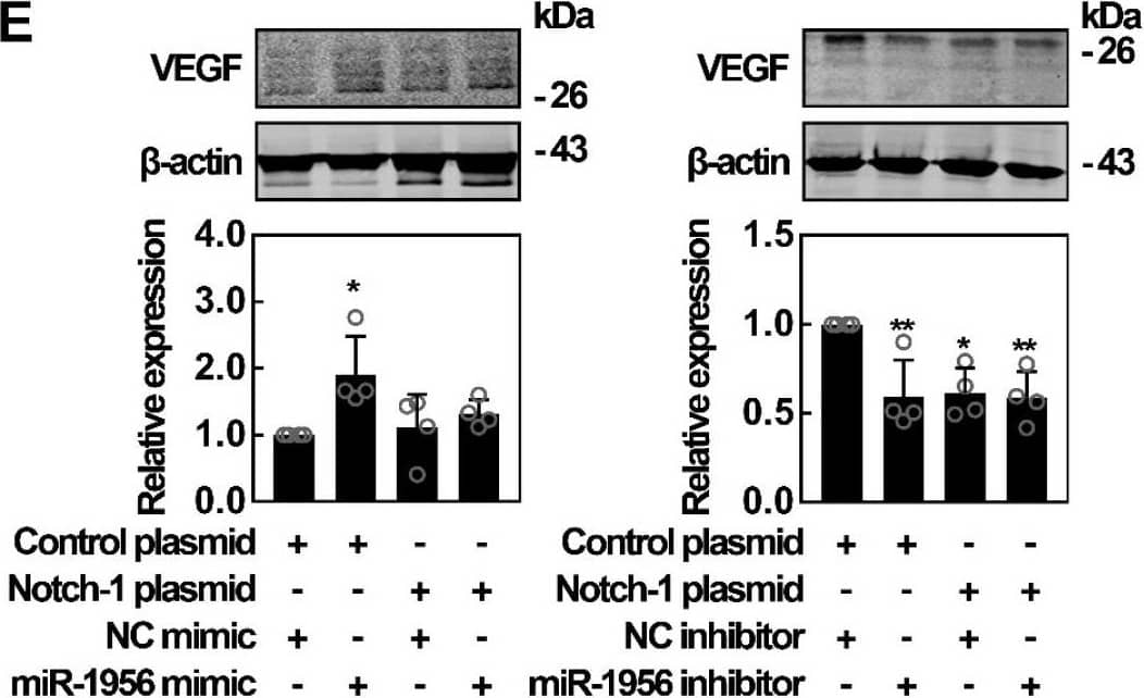 VEGF Antibody (VG1) - BSA Free