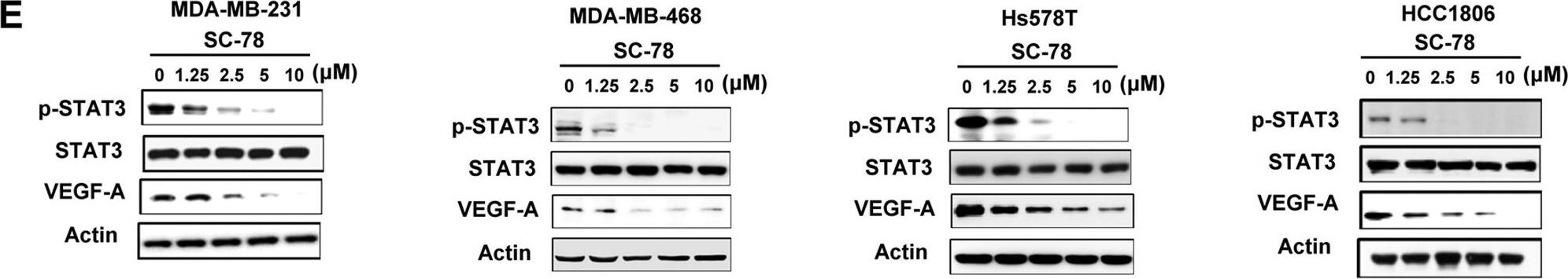 VEGF Antibody (VG1) - BSA Free