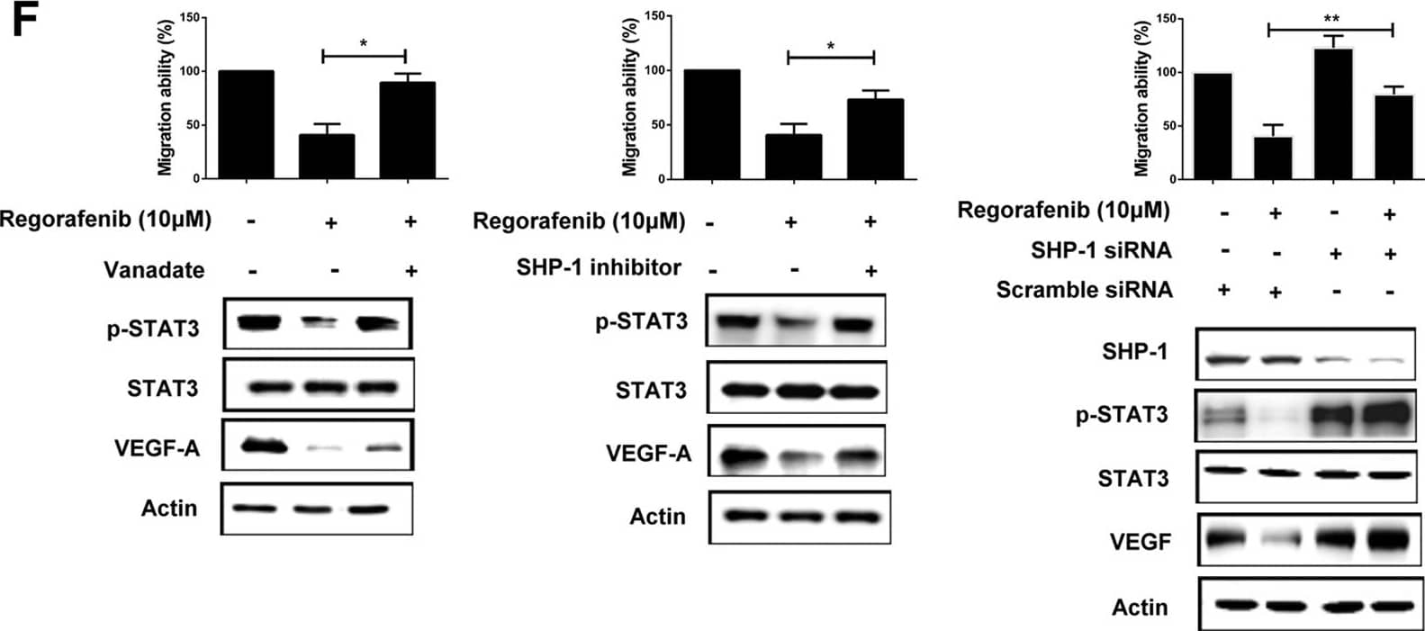 VEGF Antibody (VG1) - BSA Free