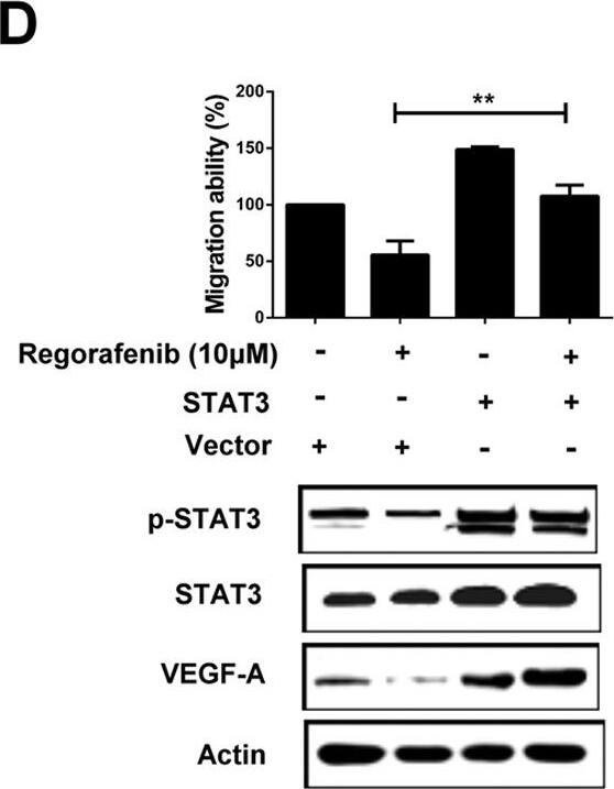 VEGF Antibody (VG1) - BSA Free