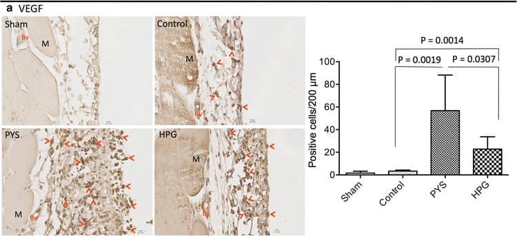 VEGF Antibody (VG1) - BSA Free
