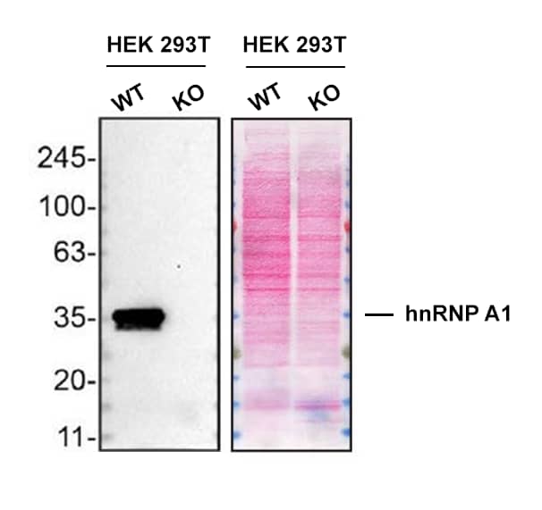hnRNP A1 Antibody (4B10) - BSA Free