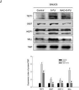 Host Cell Factor 1/HCFC1 Antibody