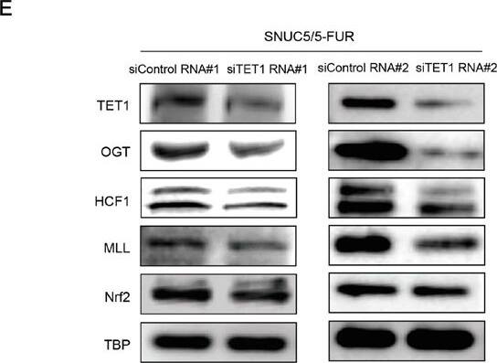 Host Cell Factor 1/HCFC1 Antibody