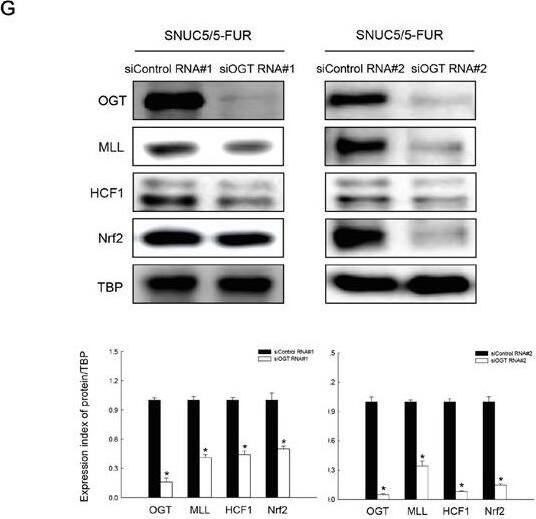 Host Cell Factor 1/HCFC1 Antibody