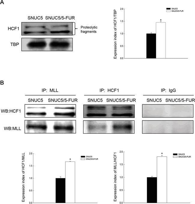 Host Cell Factor 1/HCFC1 Antibody