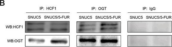 Host Cell Factor 1/HCFC1 Antibody