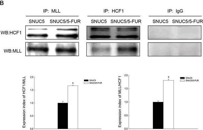 Host Cell Factor 1/HCFC1 Antibody