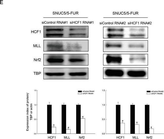 Host Cell Factor 1/HCFC1 Antibody
