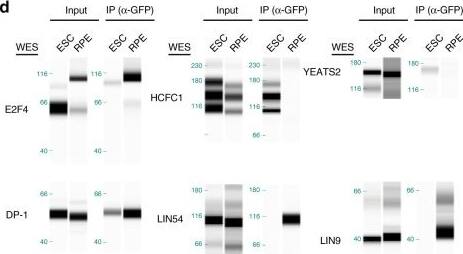 Host Cell Factor 1/HCFC1 Antibody