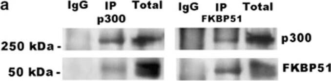 FKBP51/FKBP5 Antibody