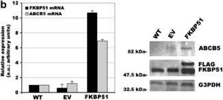 FKBP51/FKBP5 Antibody