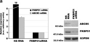 FKBP51/FKBP5 Antibody