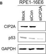 CIP2A Antibody