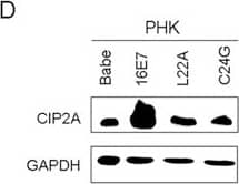 CIP2A Antibody