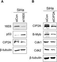 CIP2A Antibody