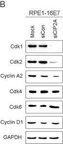 CIP2A Antibody