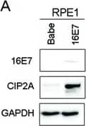 CIP2A Antibody