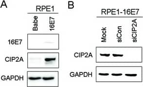 CIP2A Antibody