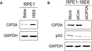 CIP2A Antibody