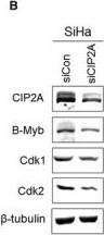 CIP2A Antibody