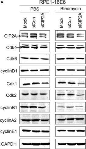 CIP2A Antibody