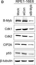 CIP2A Antibody